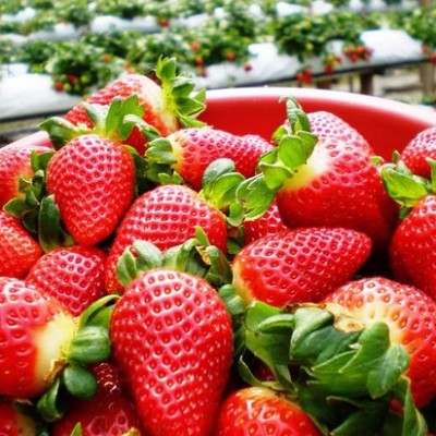 Strawberry (+ -250g)