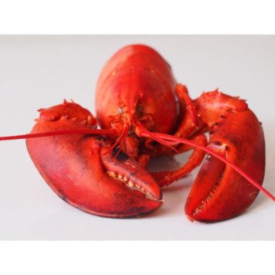 Canadian Lobster (350g)