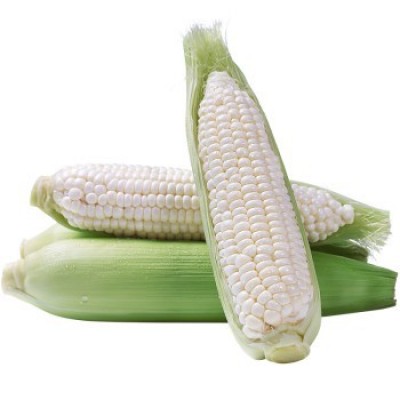 Bug's Paradise Farm-Organic Hokkaido Milk Corn (1 Pcs)