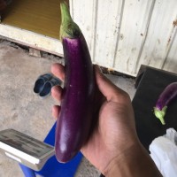 mini thumb